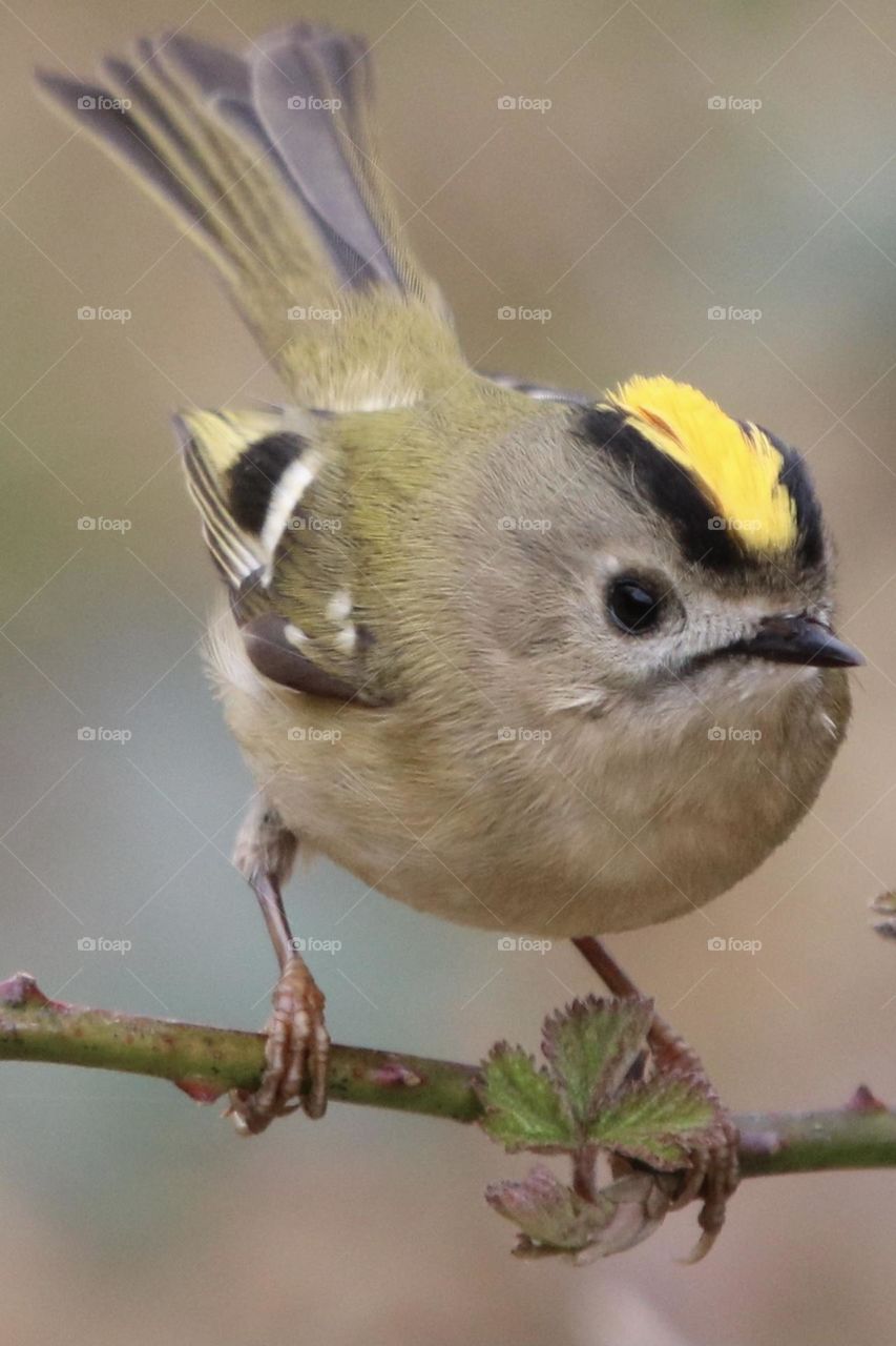 Goldcrest 