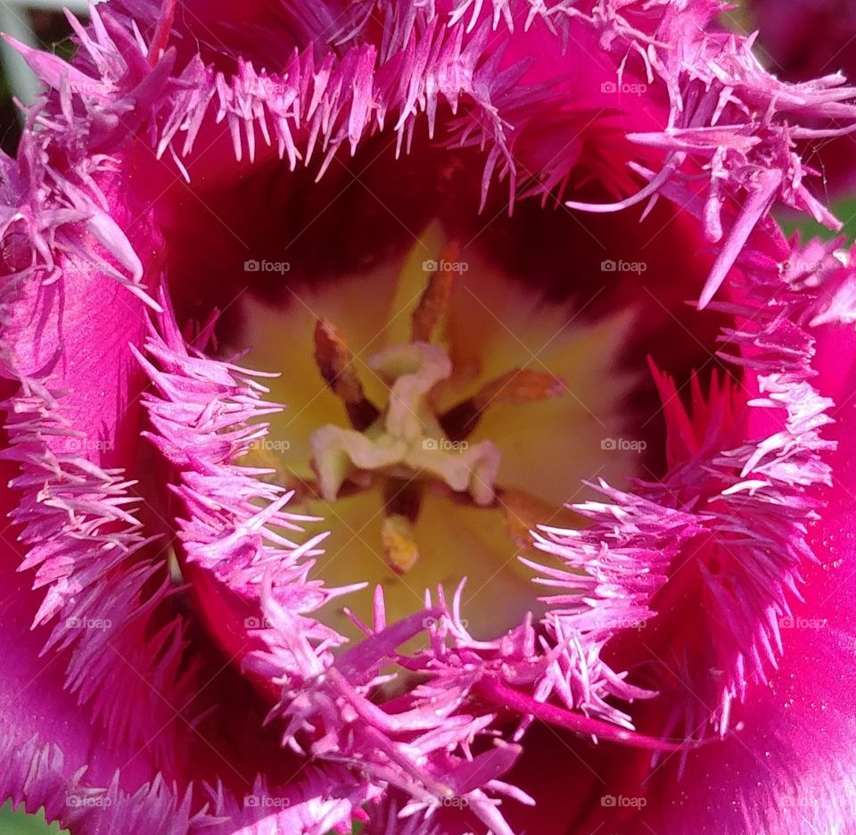 blühen Blüte blume Flower lila rosa spring Frühling