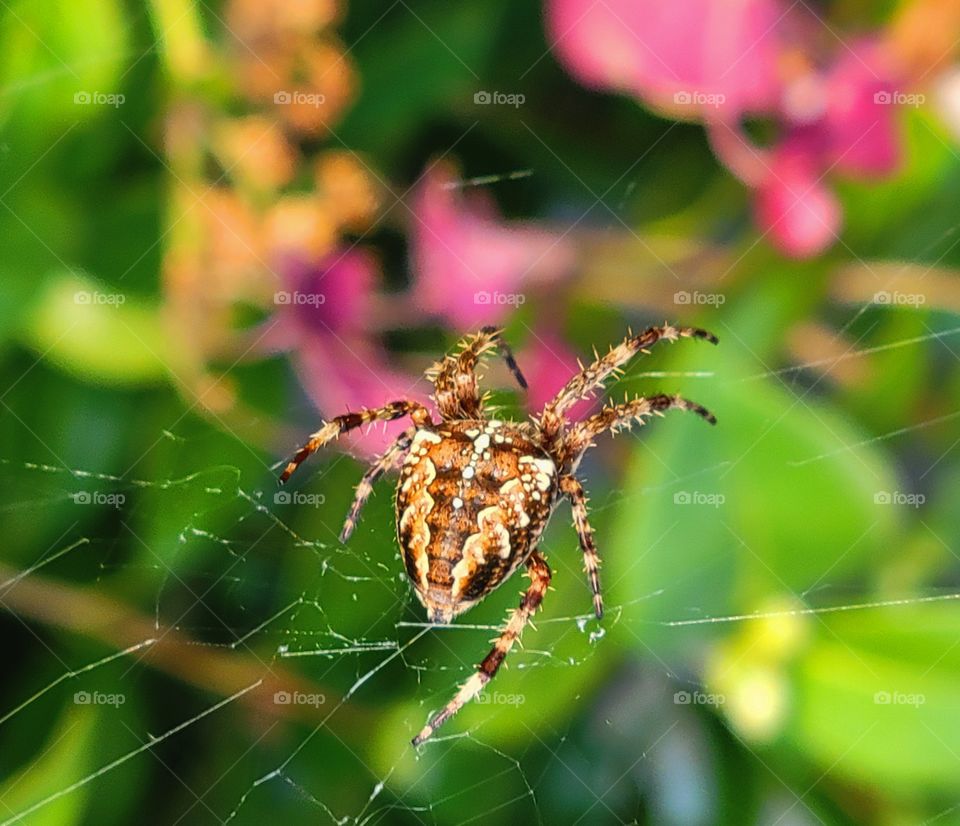 scary Spider photography