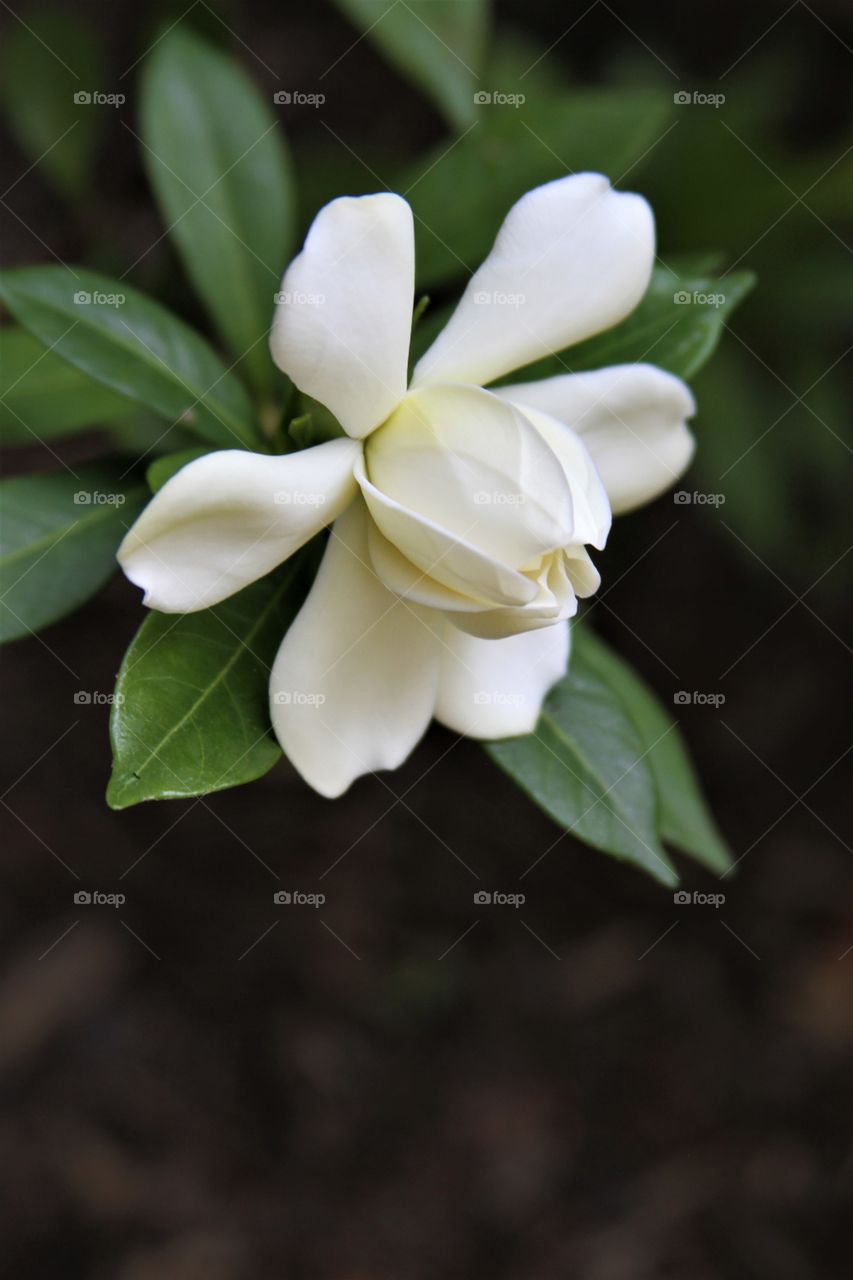 white flower