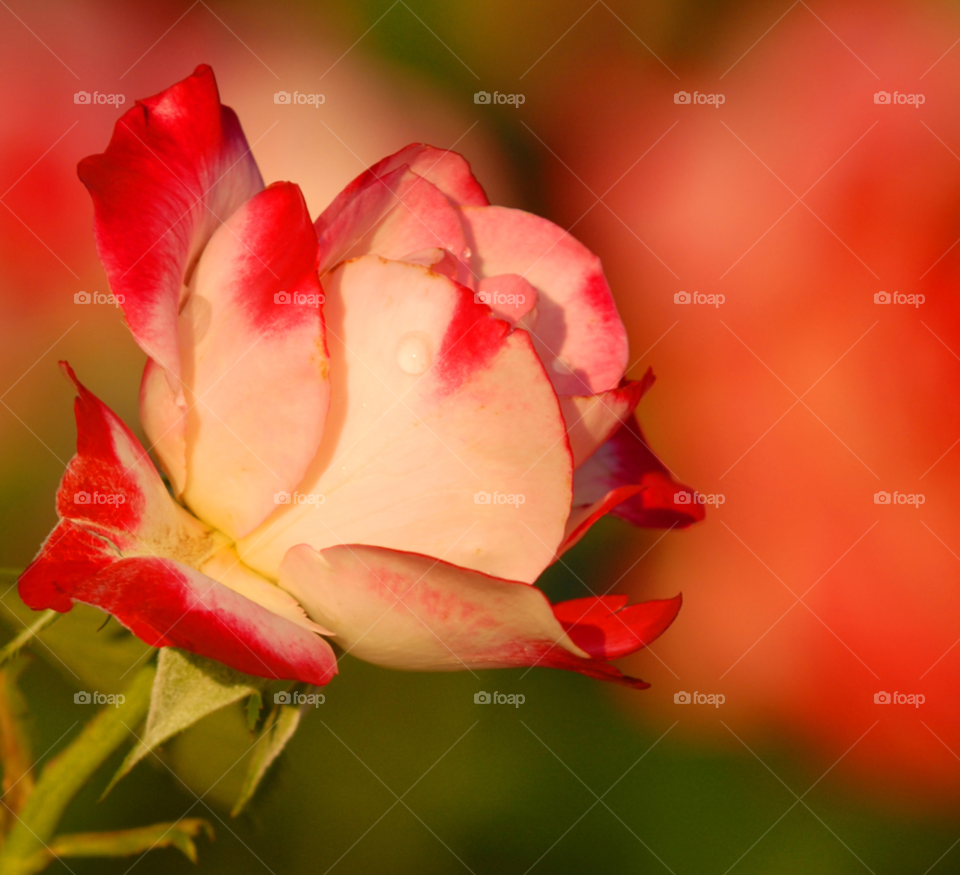 love rose macro red and white rosé beautiful rosé by lightanddrawing