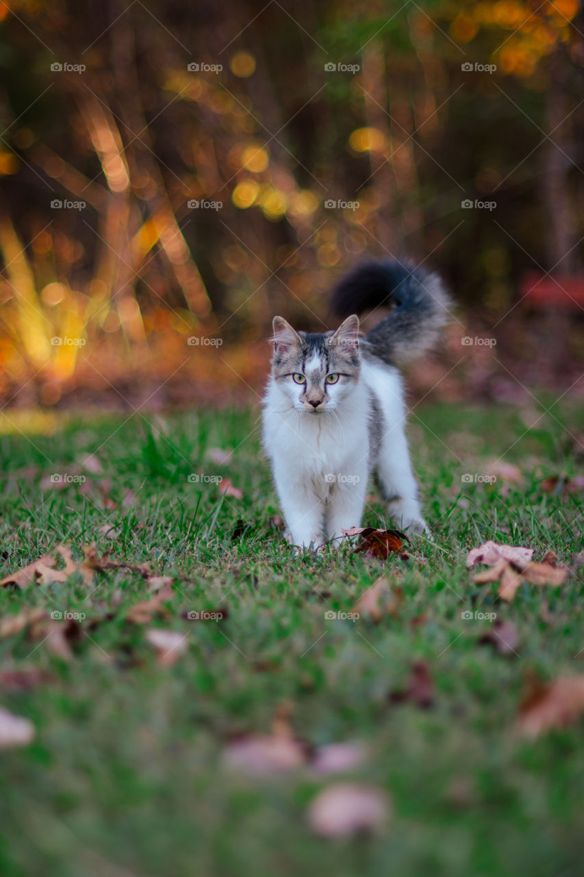 Long Hair Tabby and White Cat with Fall Leaves