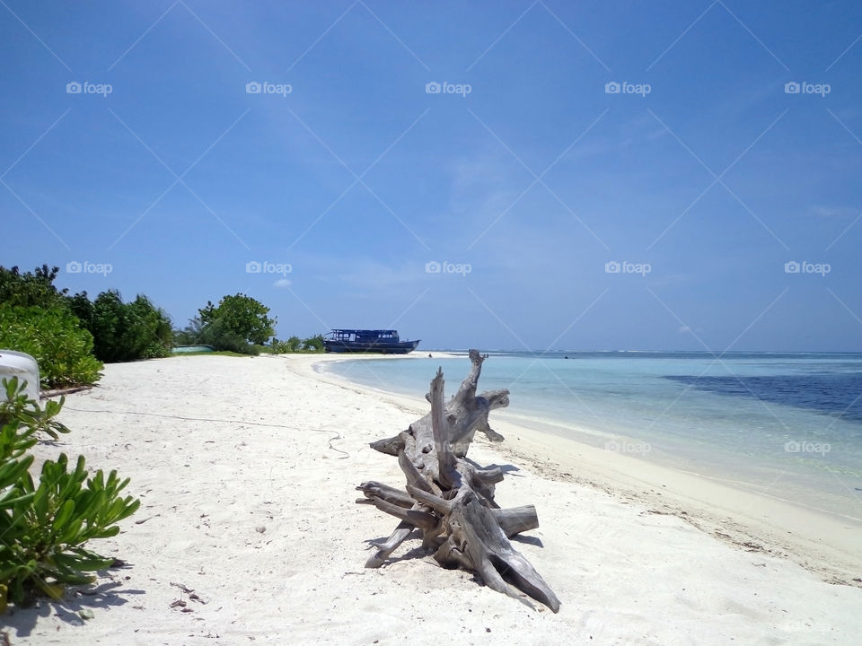 white sand beach and driftwood