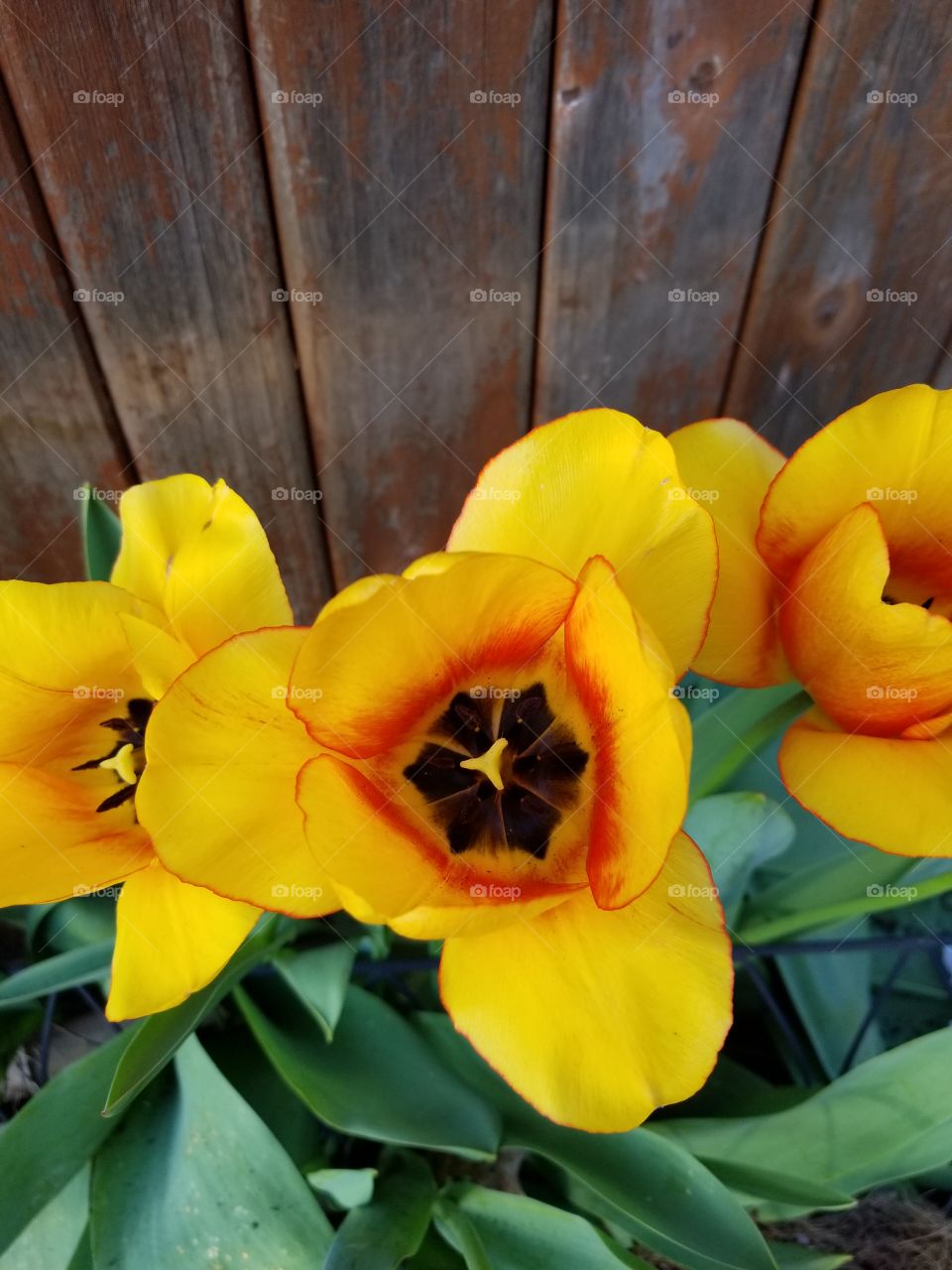 beautiful spring flowers