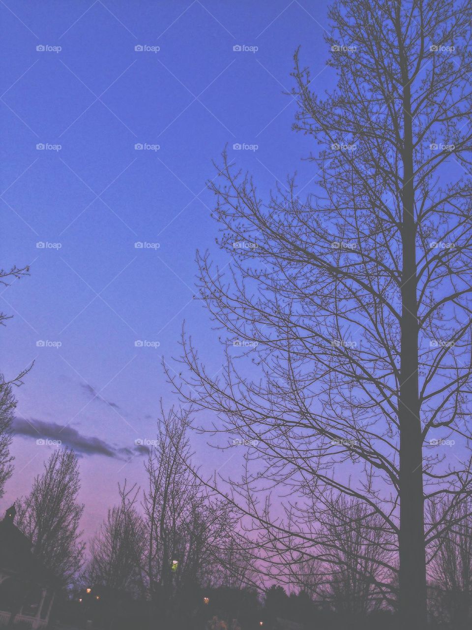 I shot this image of Winter trees at sunset, using my phone. I used an iphone app in post-processing to enhance the sky colors, to transform the twilight glow into a pastel purple horizon. 