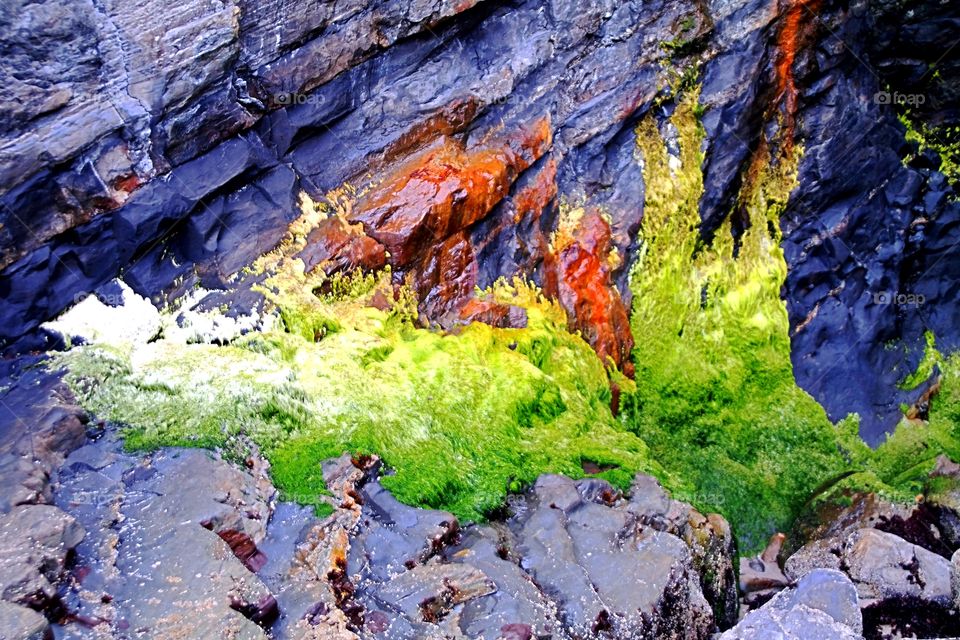 Moss on sea wall at coastline
