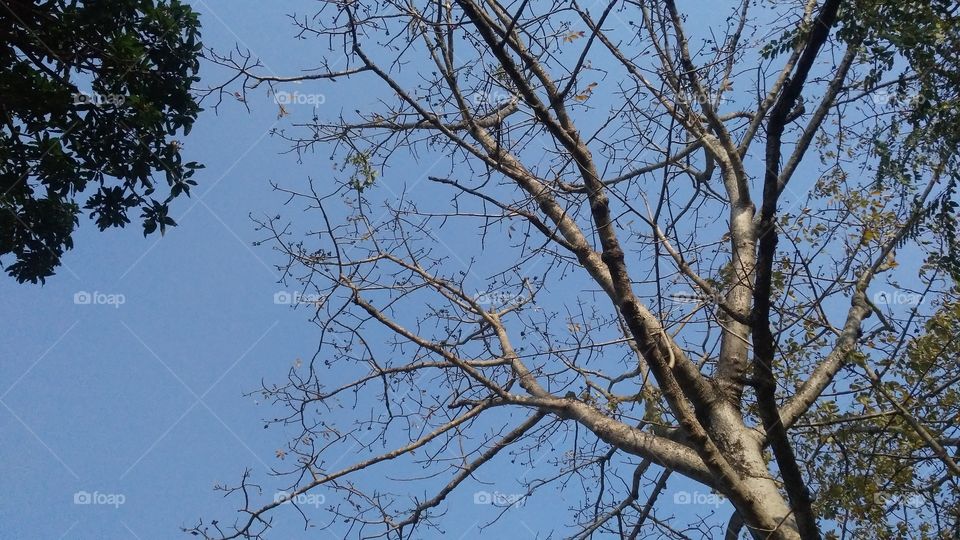 A beautiful scene of trees in the forest on dry season.