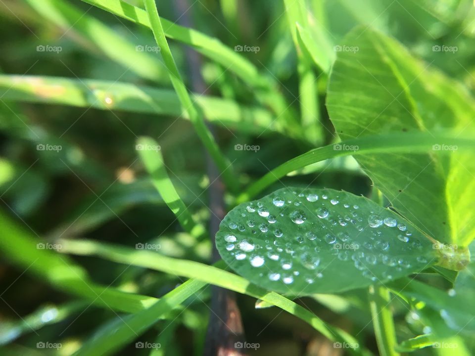 Leaf, Dew, Flora, Rain, Growth