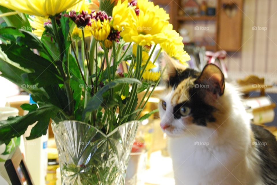 Cat flowers