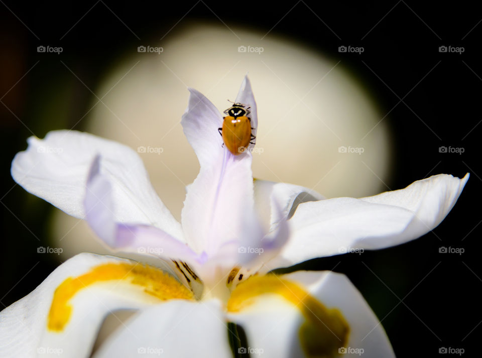 Macro ladybug.