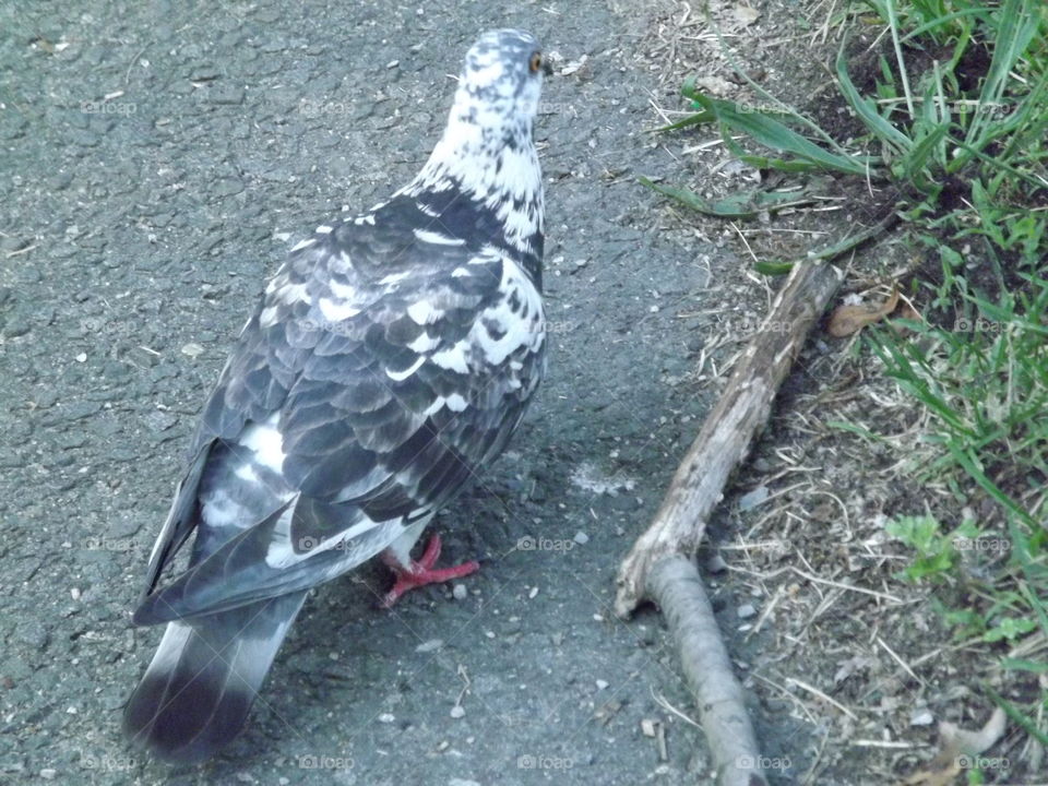 Pigeon of the Bronx. taken wholes walking in the park