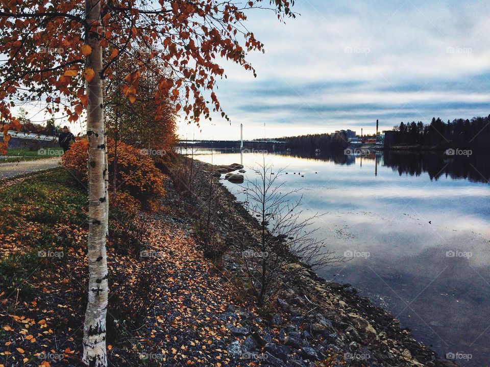 Tree, Landscape, Nature, Water, No Person