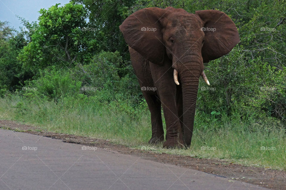 Traffic in the Krügerpark 