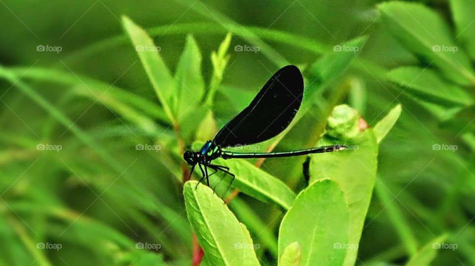 Dragonfly on riverbank