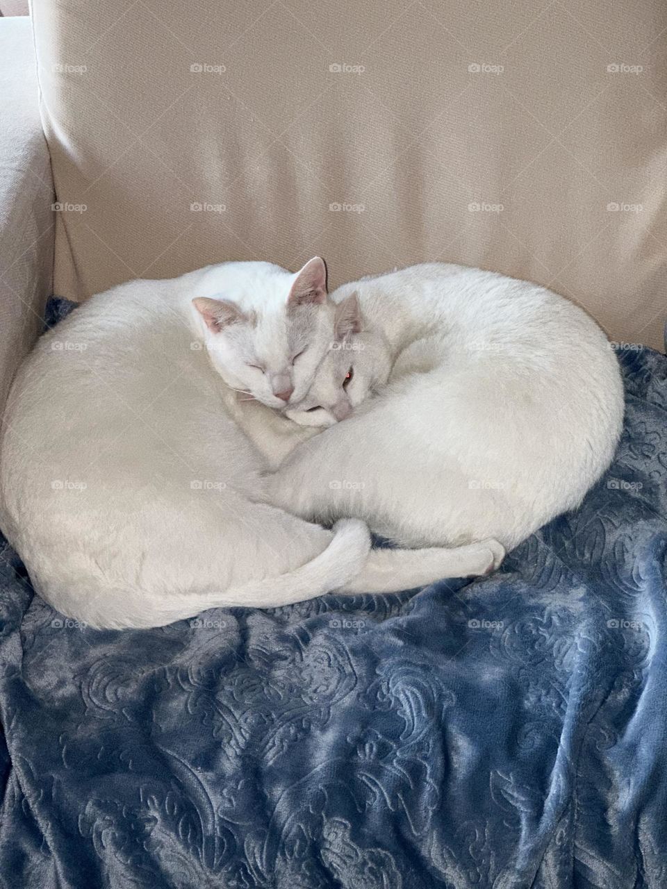 Our two cats curled up in a cute circle warming each other up