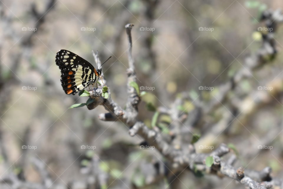 Butterfly on a branch