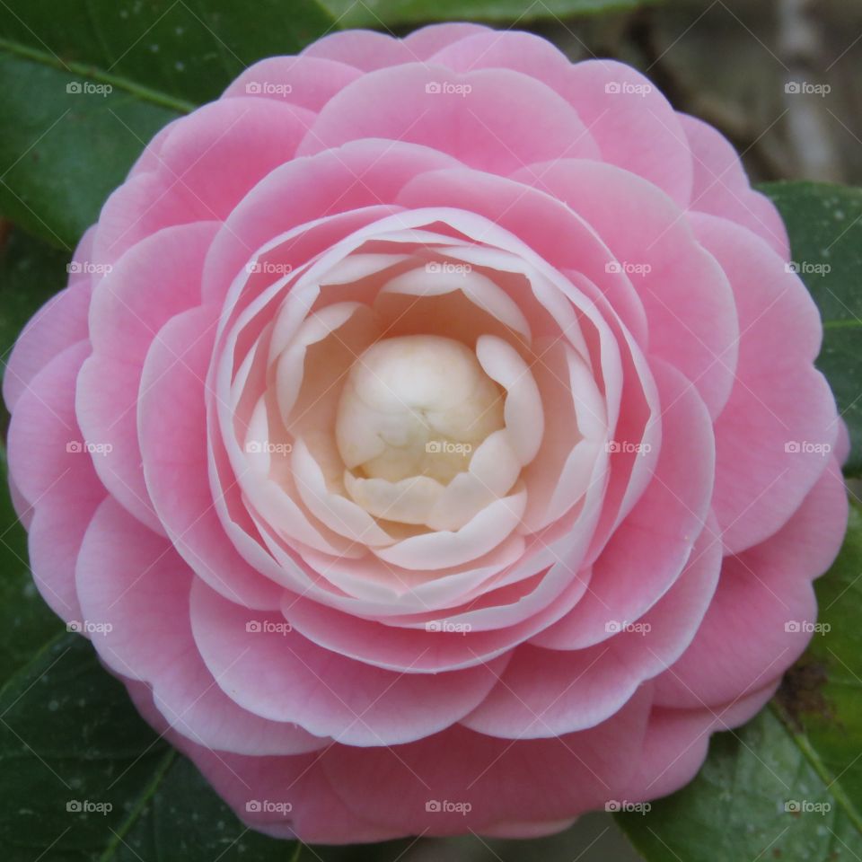 Pink Perfection Camellia