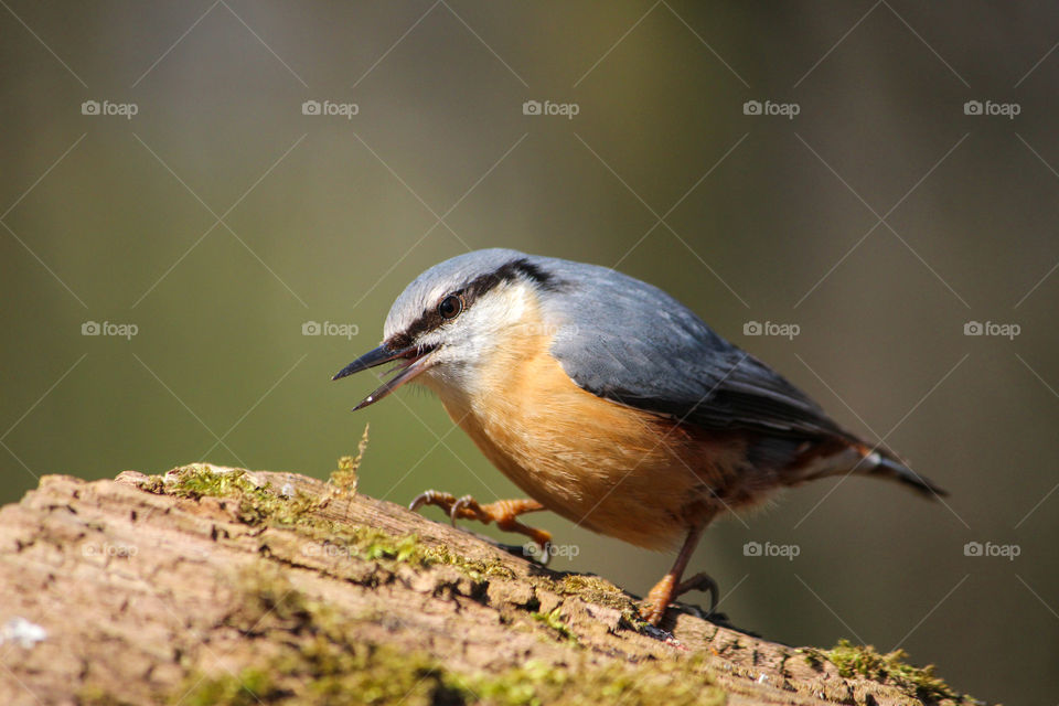 Nuthatch