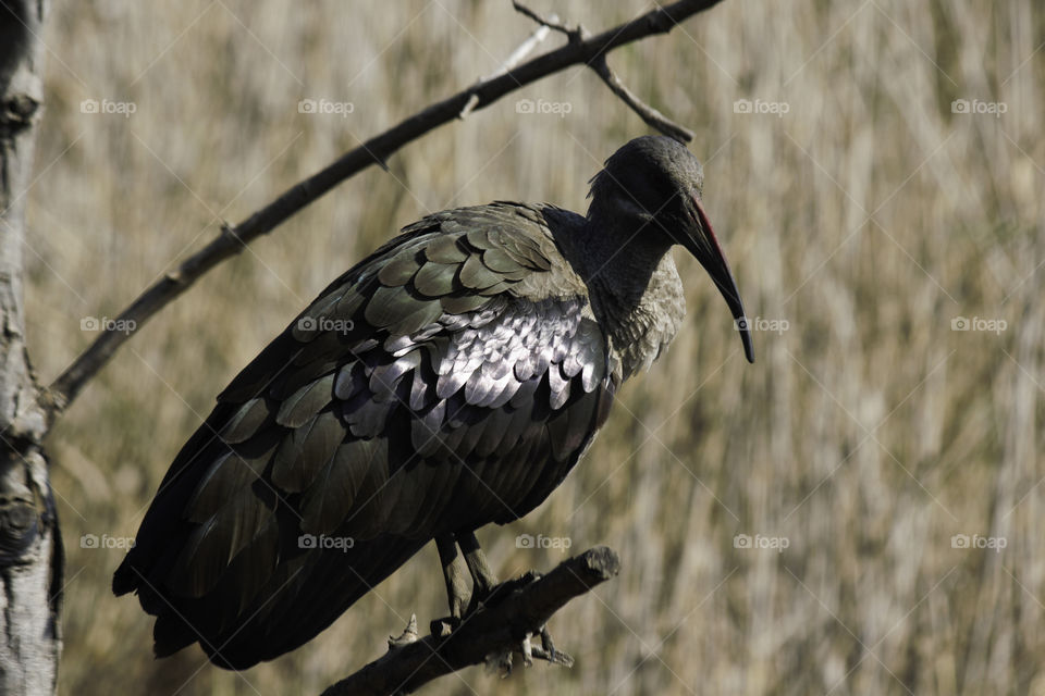 Hadeda Ibis Bird (bostrychia hagedash) Perched On A Branch, Pretoria, South Africa