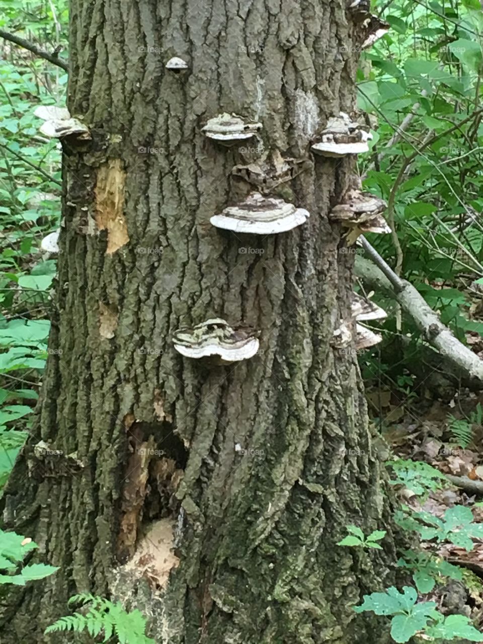 Fairy condo. Tree with opening and fungi. 