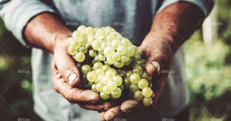 Uvas verdes