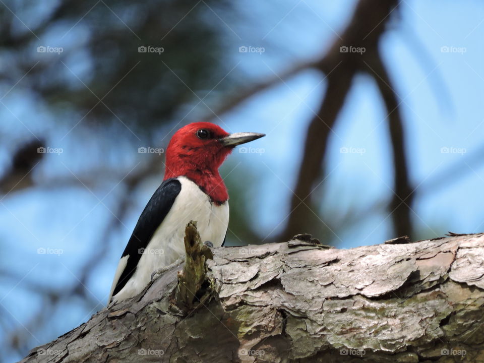 Red-headed woodpecker