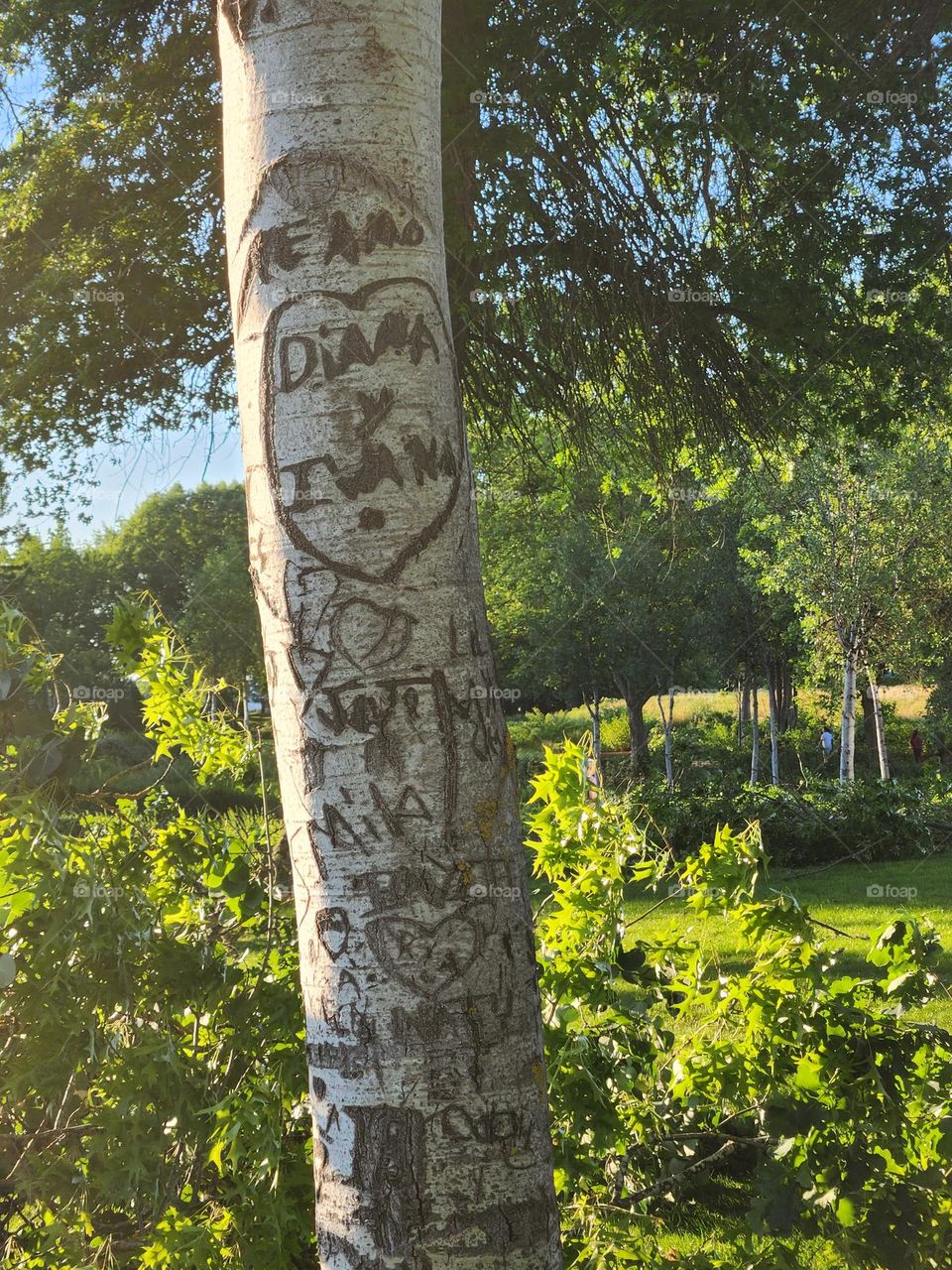 memories carved into tree trunk in an Oregon park