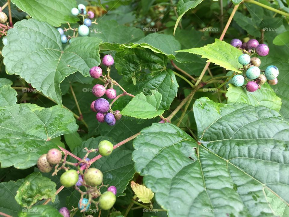 Multicolored berries 