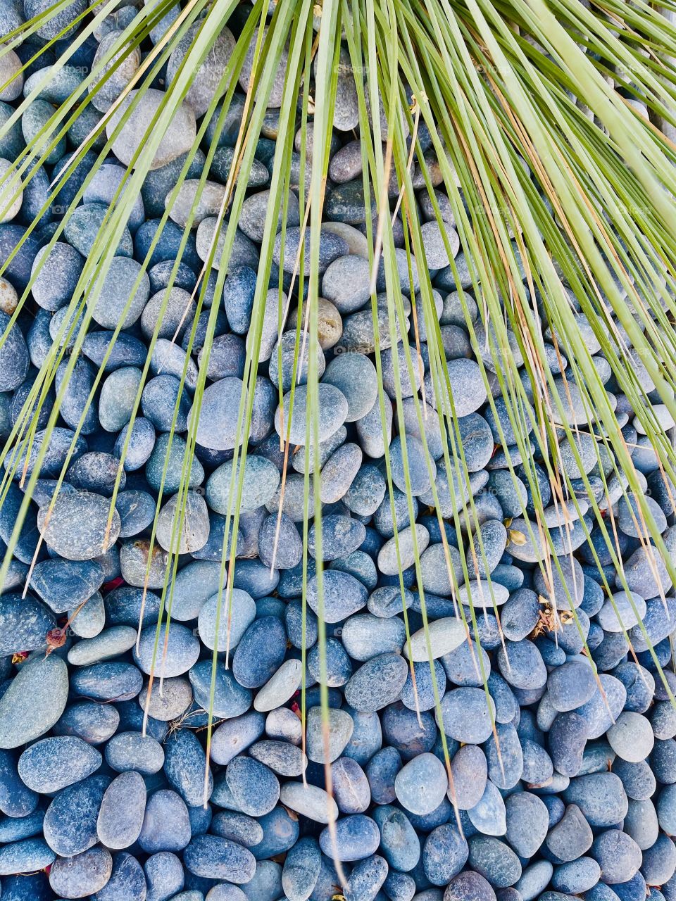 The plant leaves with the rocks background 