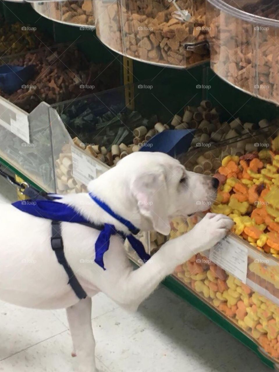 Adorable Labrador Retriever puppy checking out the dog treats in a pet store!  