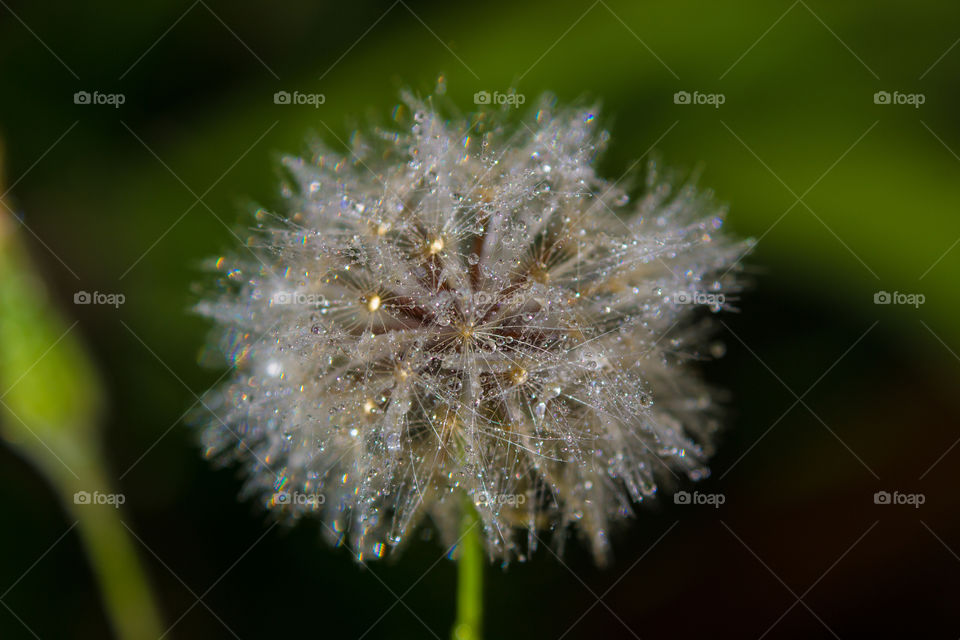dandilion with some water on it after the rains