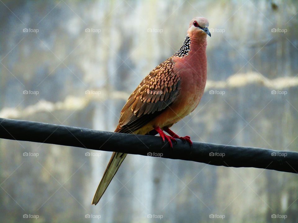 The spotted dove or (spilopelia chinensis) or mountain dove or pearl-necked dove or lace-necked dove or spotted turtle-dove.