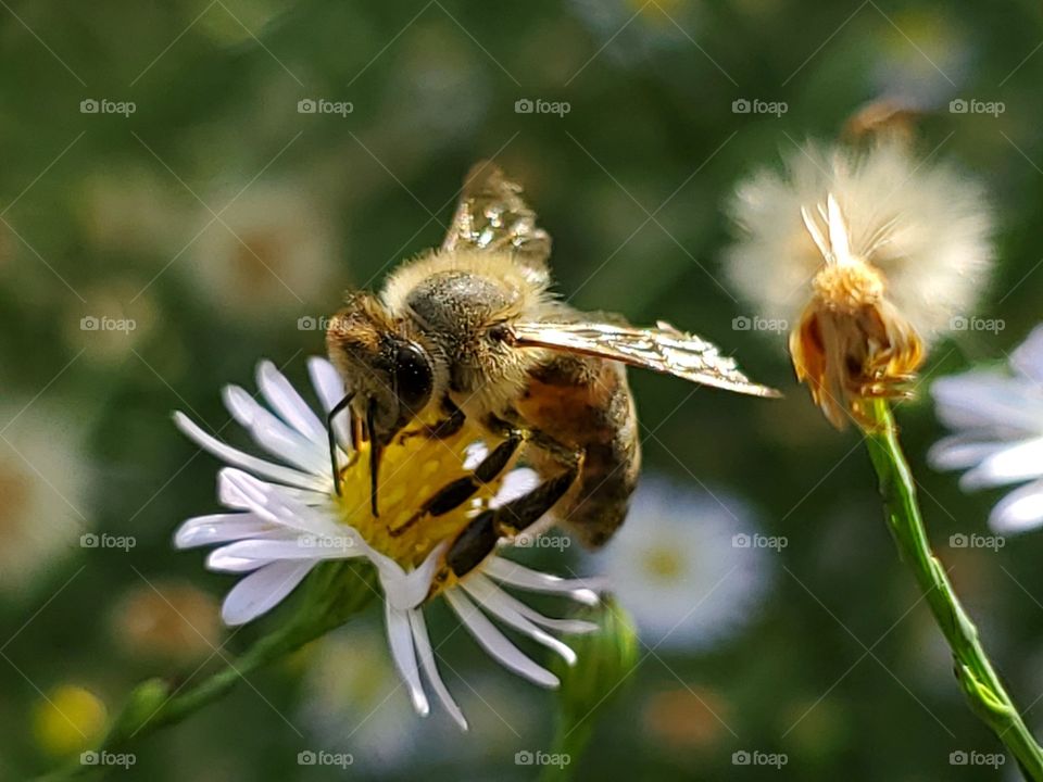 Close up of bee pollinating wild flowers