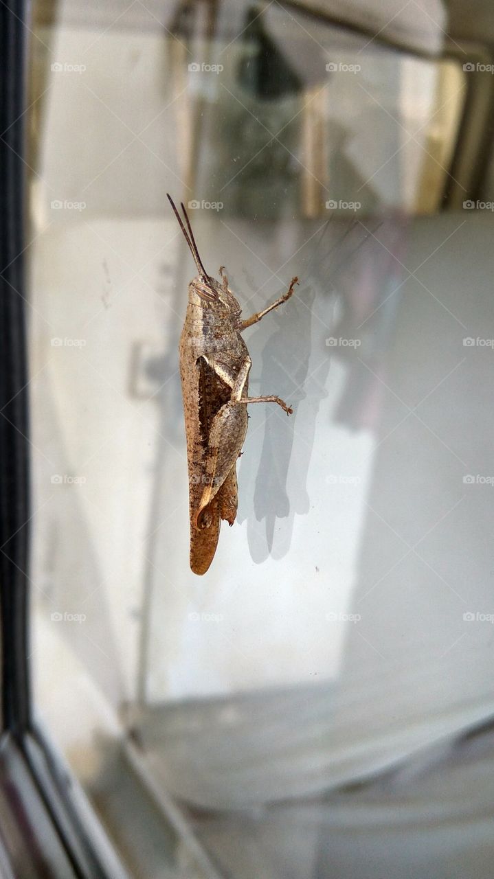 grasshopper in mirror its so nice
