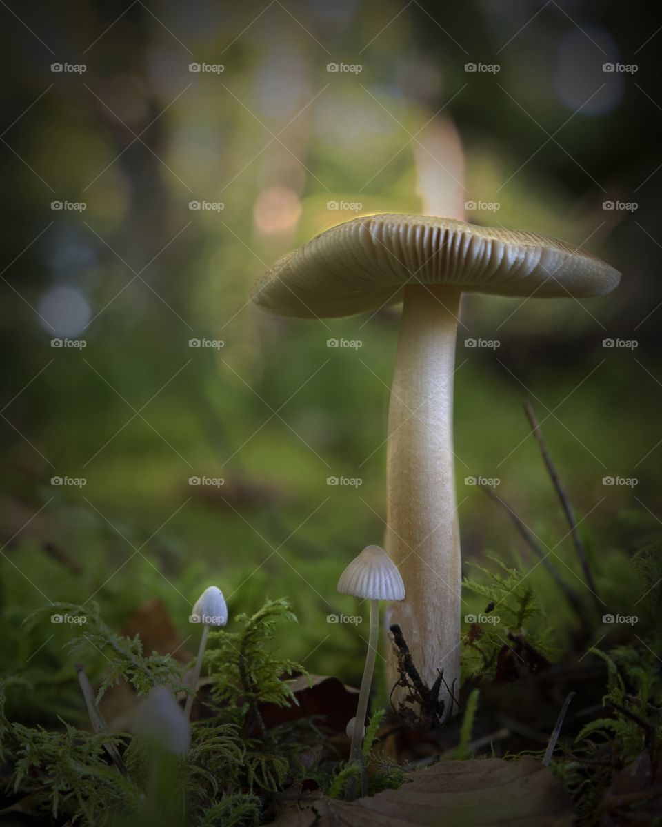 mushroom