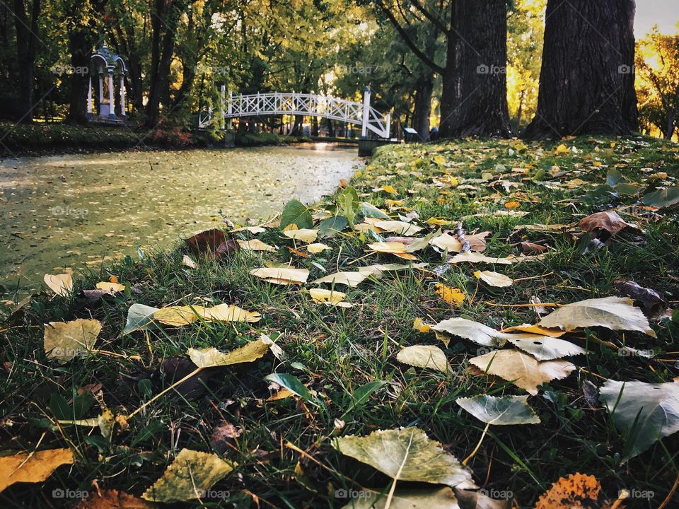 Fall Leaves 