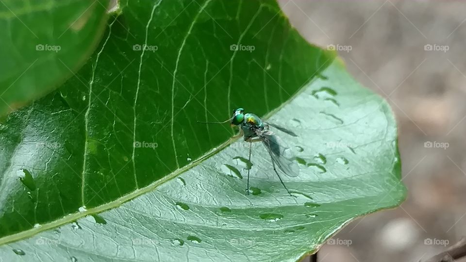 Leaf, Nature, Insect, Flora, Rain