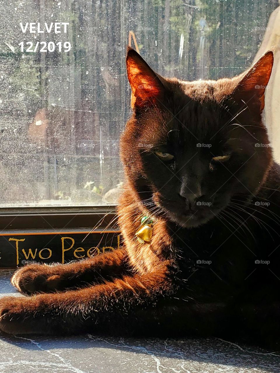 Black cat who are always the last to be rescued. People think these cats are bad luck. we think they are good luck just look at her laying in window. The sun highlights her upper body & she loves this warm spot.