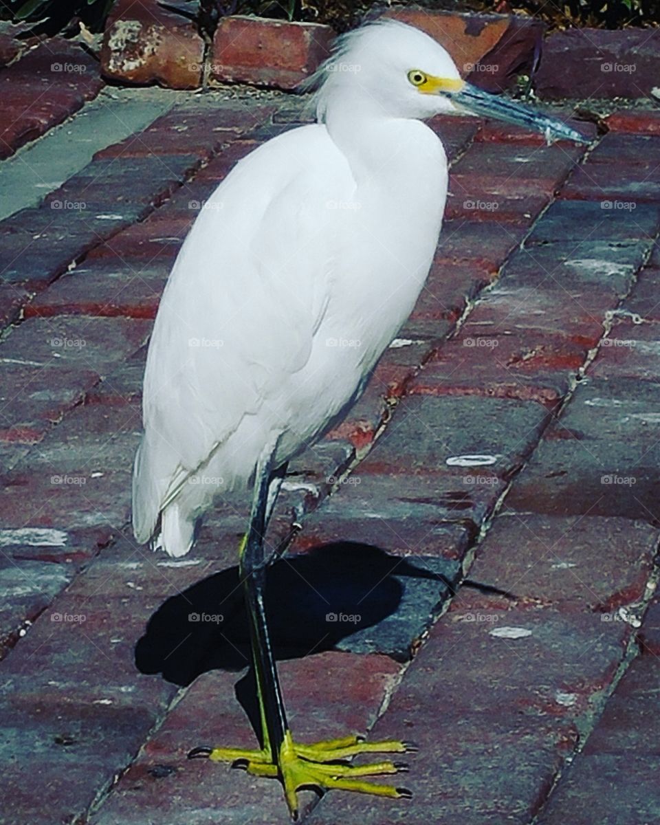 White Egret walking in town