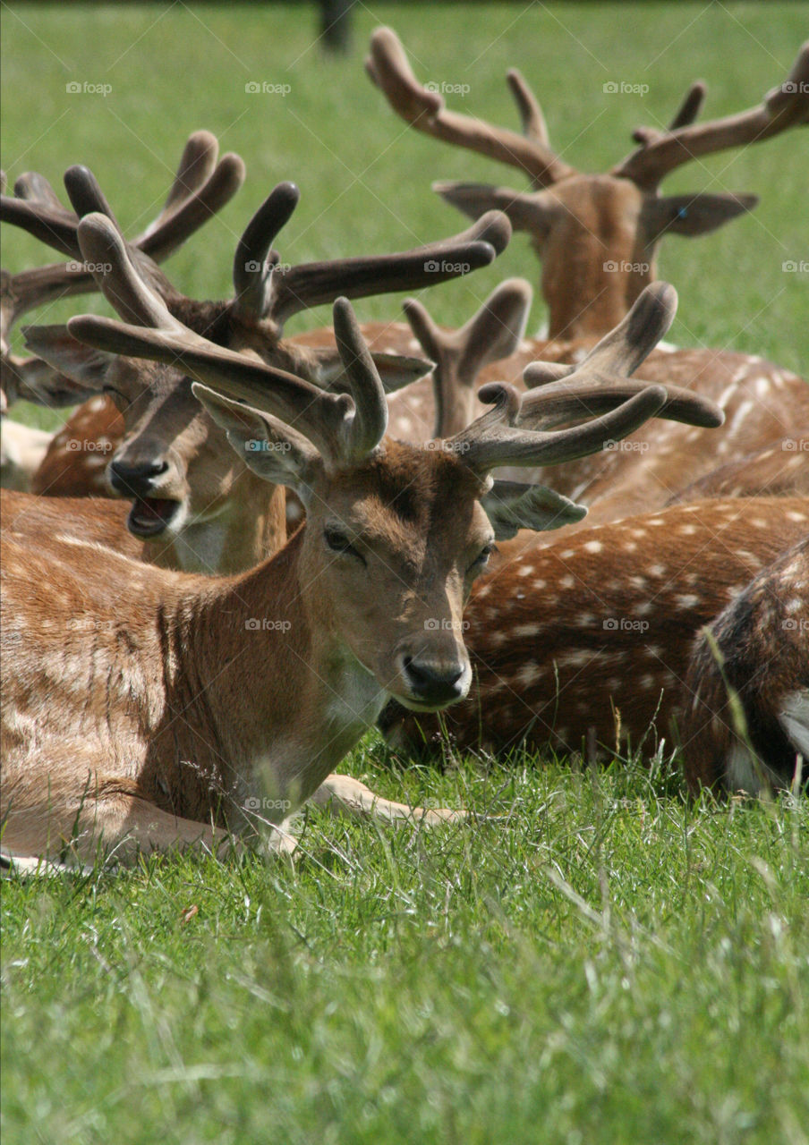 Red deers sitting on the grass 