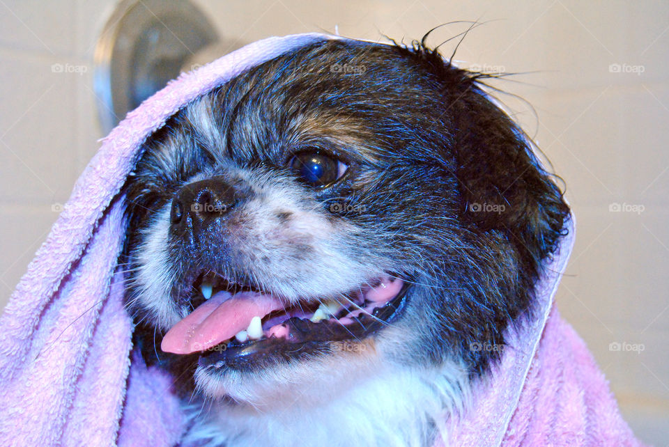 Happy Pekingese dog just had a refreshing bath with towel over head