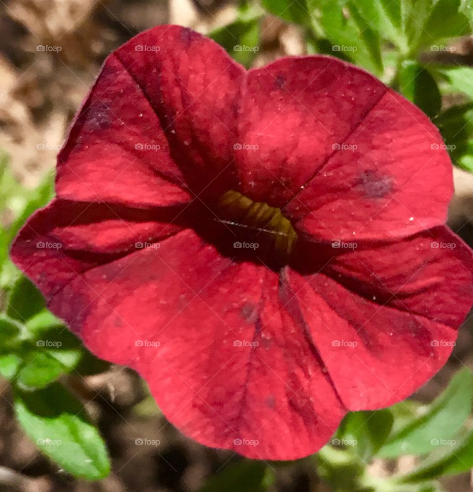 Red petunia at midnight 