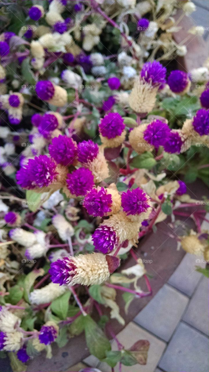 blooming purple flowers