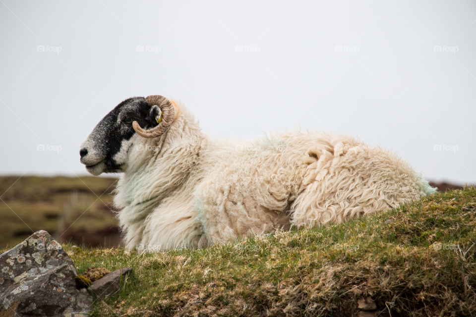 Sheep sitting on rock
