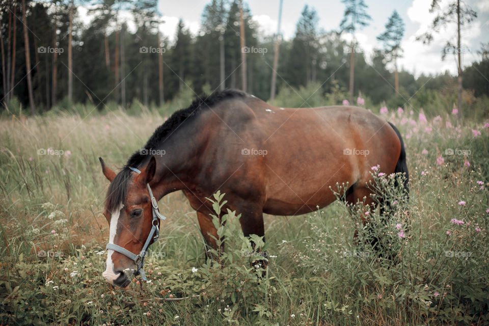 Grazing horse at summer day