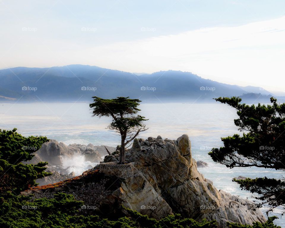 Lone Cypress