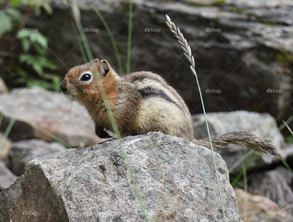 Cute Canadian Chipmunk