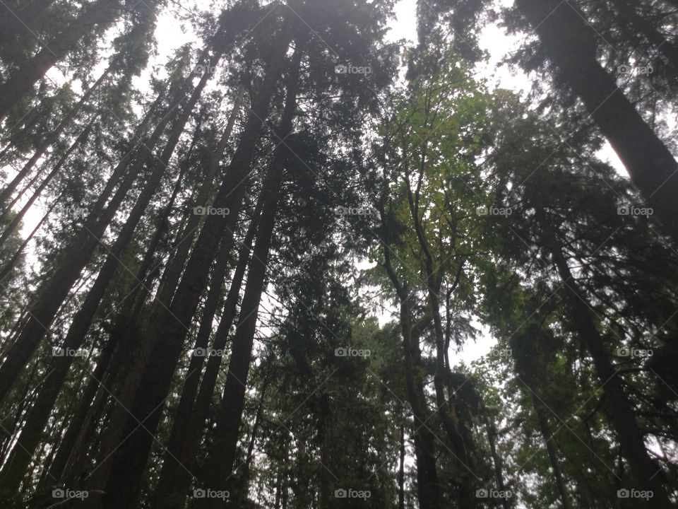 Conifers in the rainforest 