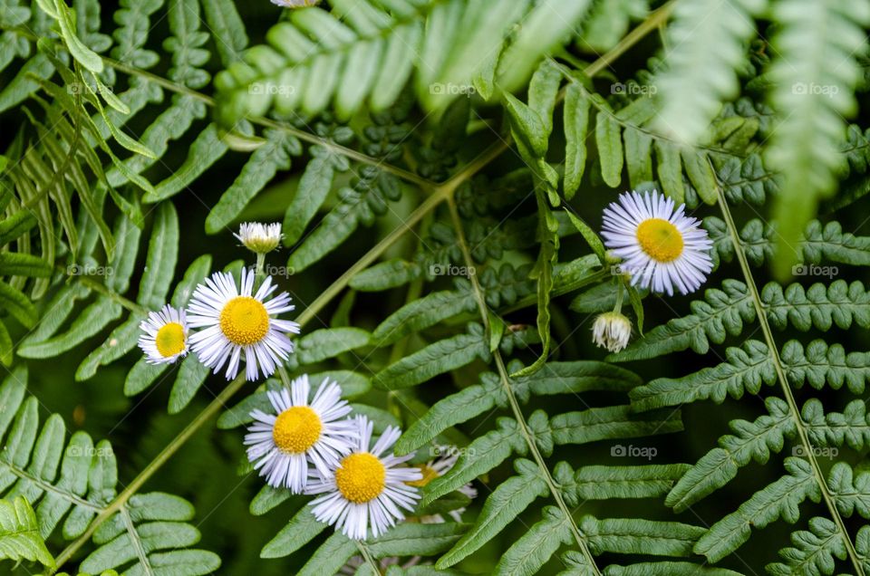 fern and daisies 🌼