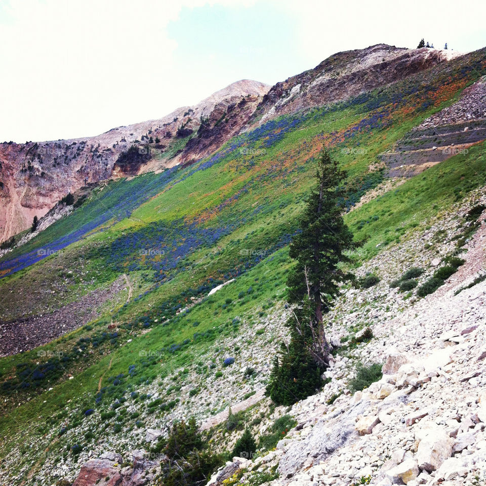 flowers meadow mountain mountainside by lmtrent